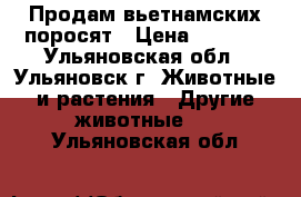 Продам вьетнамских поросят › Цена ­ 3 000 - Ульяновская обл., Ульяновск г. Животные и растения » Другие животные   . Ульяновская обл.